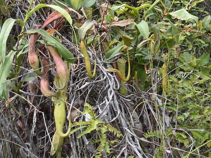 Nepenthes philippinensis