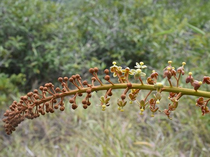 Nepenthes philippinensis