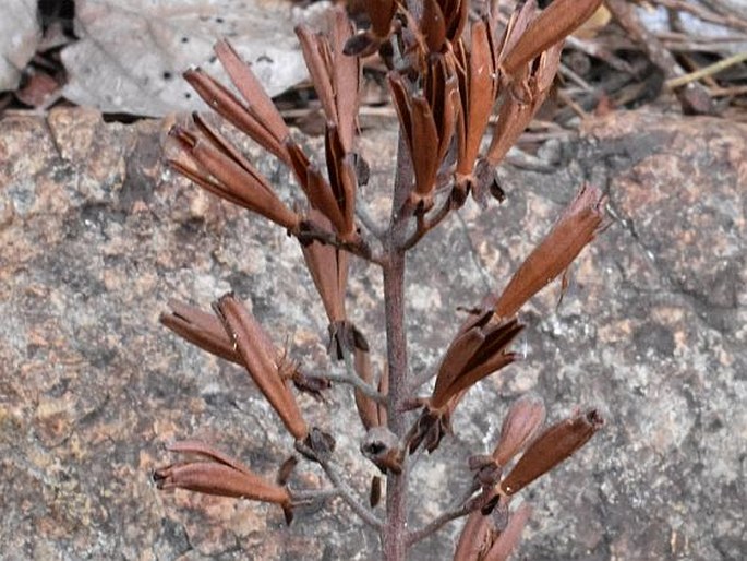 Nepenthes philippinensis