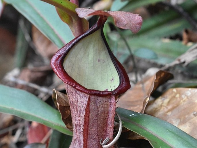 Nepenthes philippinensis