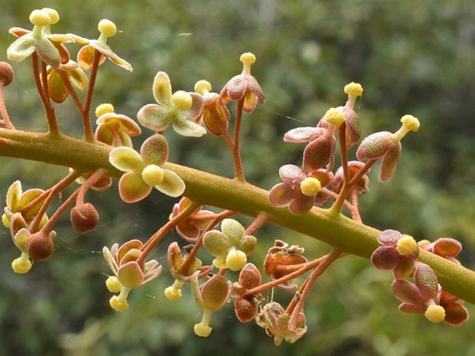 Nepenthes philippinensis