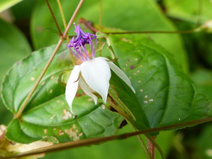 Nepsera aquatica