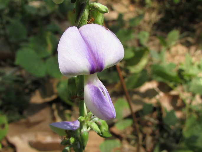 Neustanthus phaseoloides