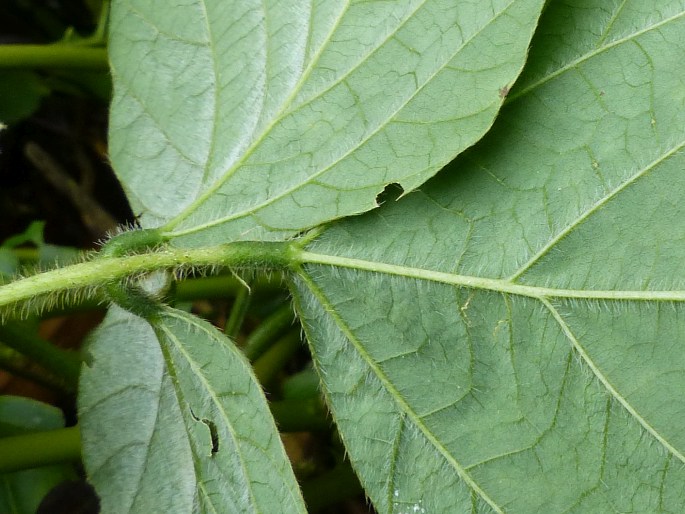 Neustanthus phaseoloides