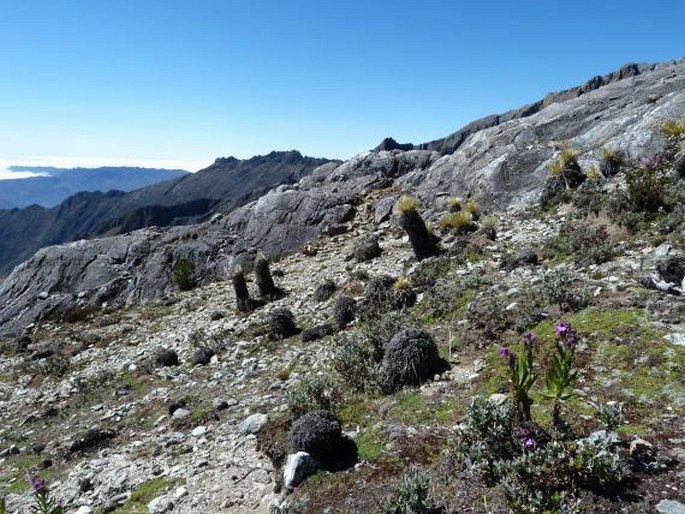 Sierra Nevada