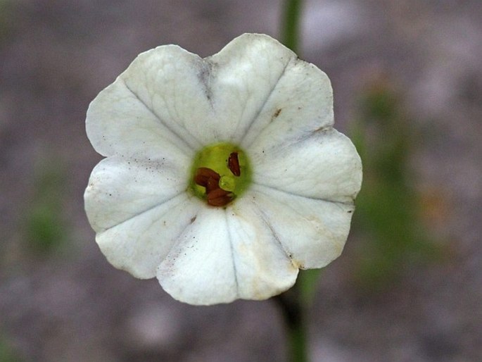 Nicotiana acuminata