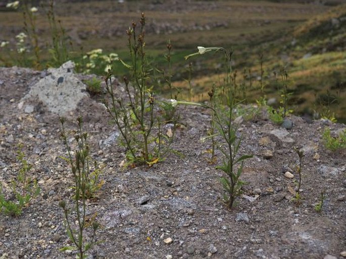 Nicotiana acuminata