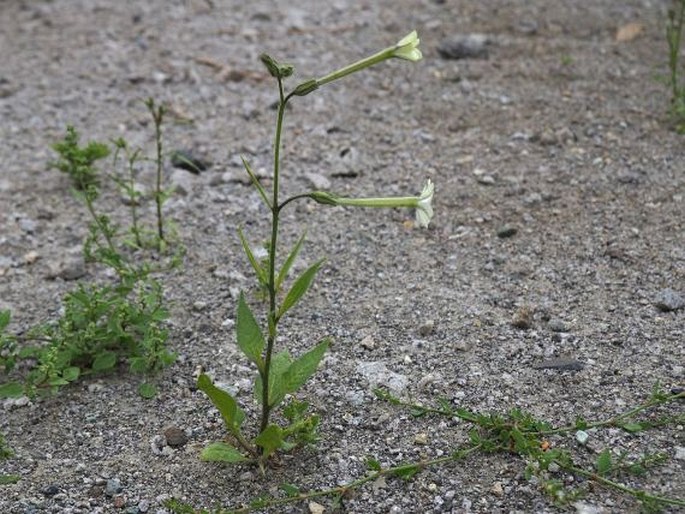 Nicotiana acuminata