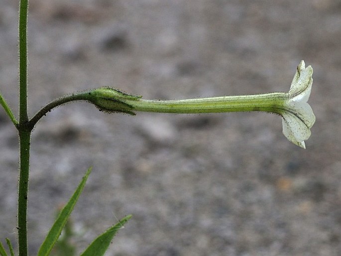 NICOTIANA ACUMINATA (Graham) Hook. - tabák / tabak