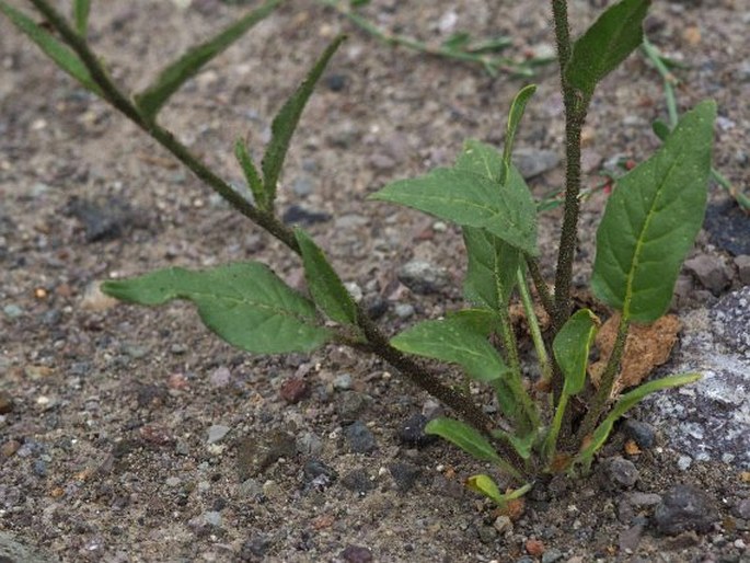 Nicotiana acuminata