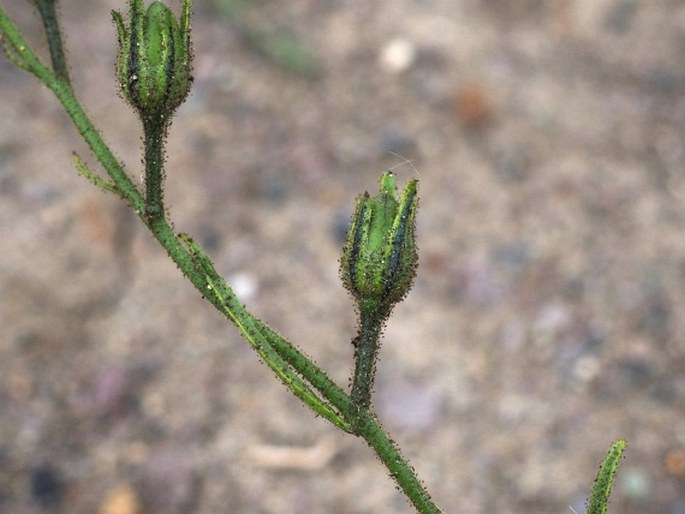 Nicotiana acuminata