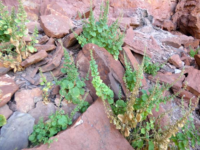 Nicotiana benthamiana