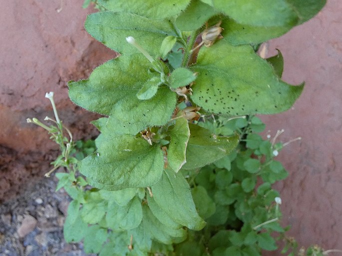 Nicotiana benthamiana