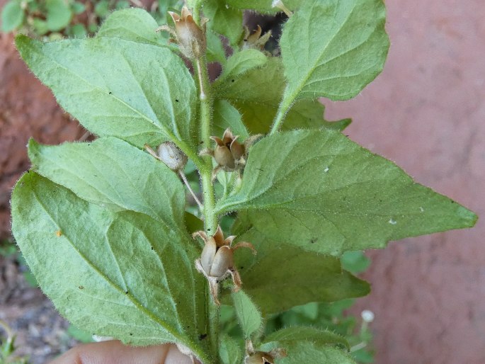 Nicotiana benthamiana