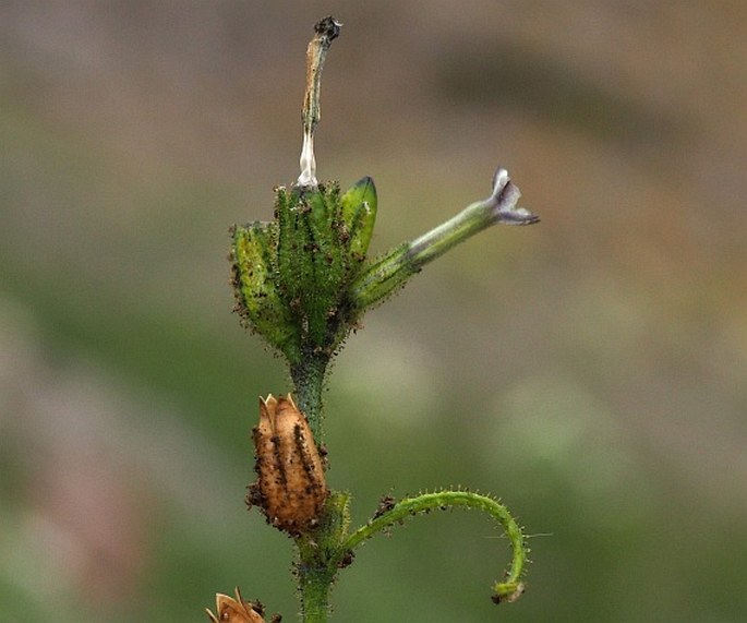 NICOTIANA CORYMBOSA J. Rémy - tabák / tabak