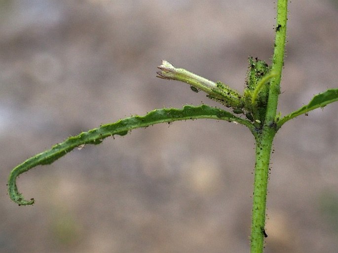 Nicotiana corymbosa