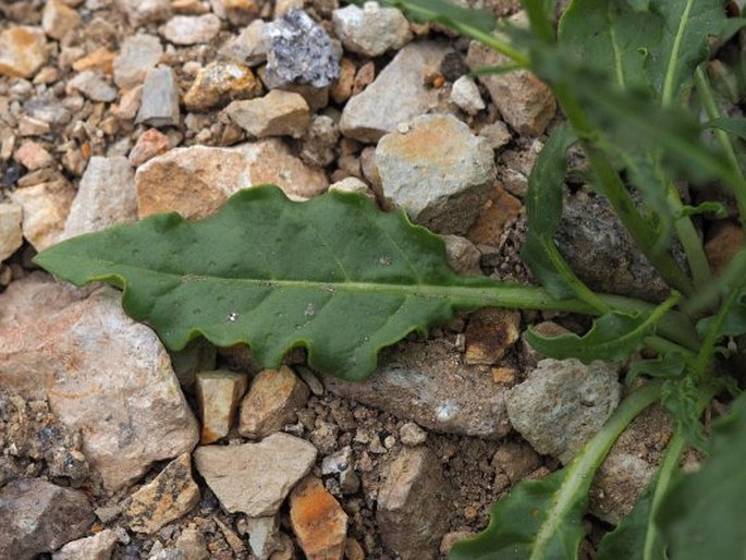 Nicotiana corymbosa