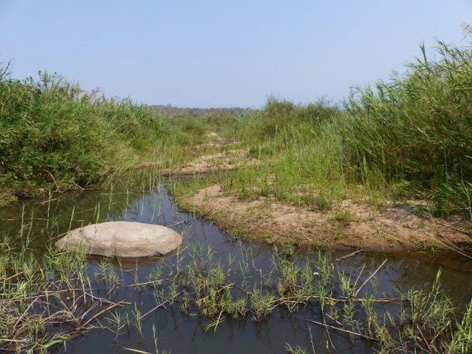 Nidorella auriculata