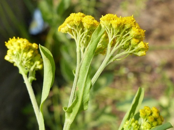 Nidorella auriculata