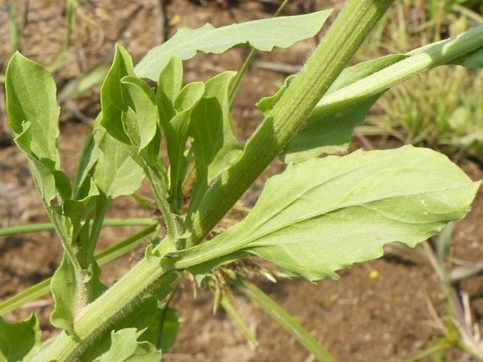 Nidorella auriculata