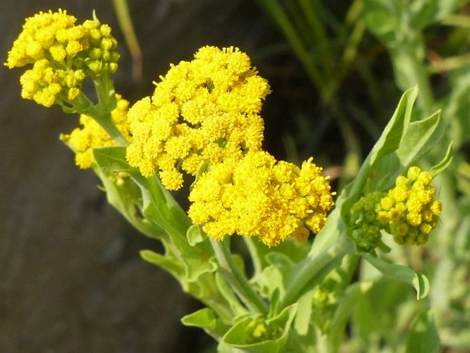 Nidorella auriculata