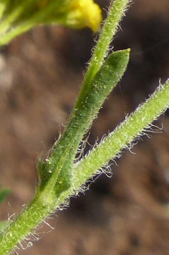 Nidorella resedifolia