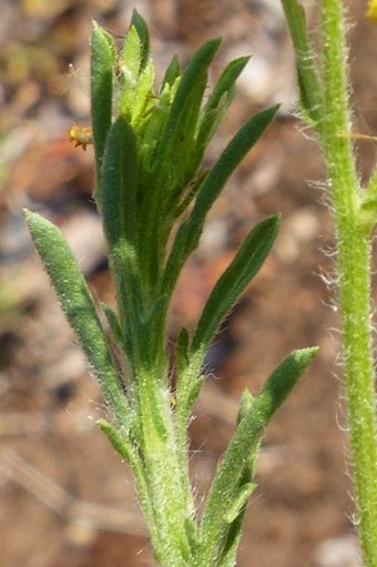 Nidorella resedifolia