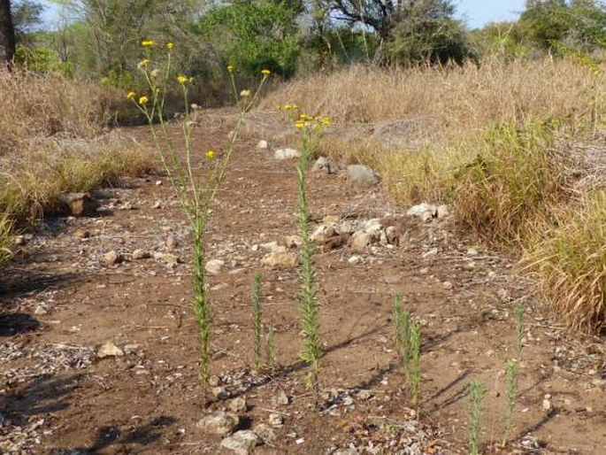 Nidorella resedifolia