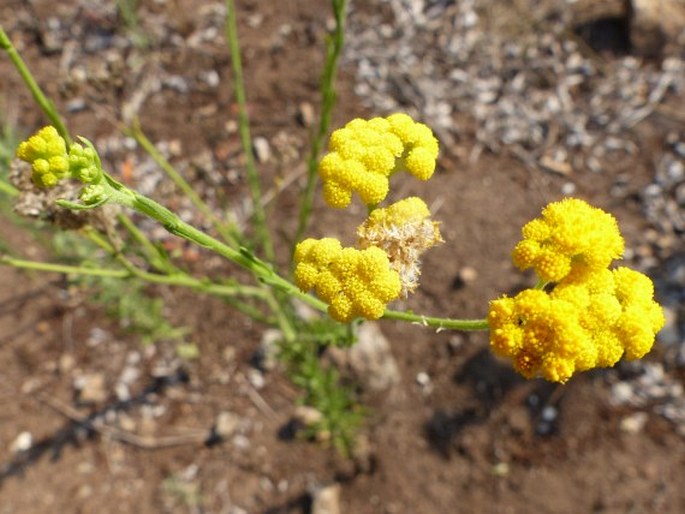 Nidorella resedifolia