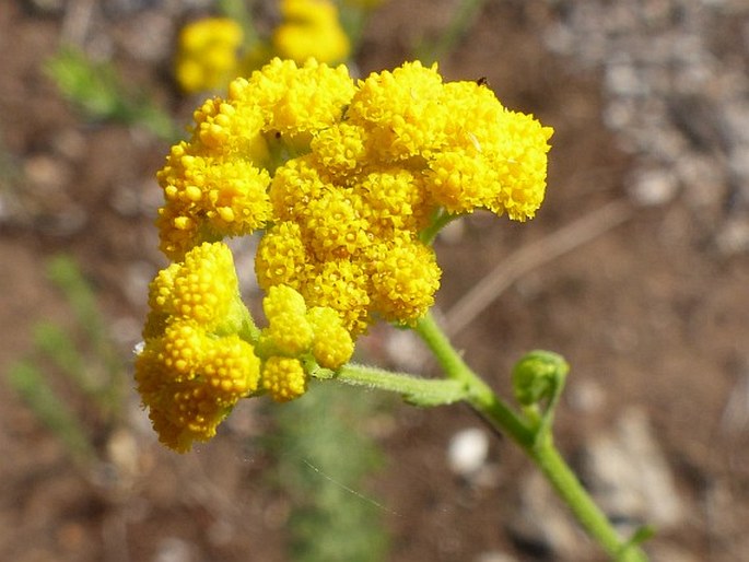 Nidorella resedifolia