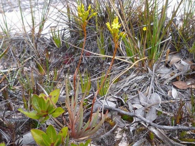 Nietneria corymbosa