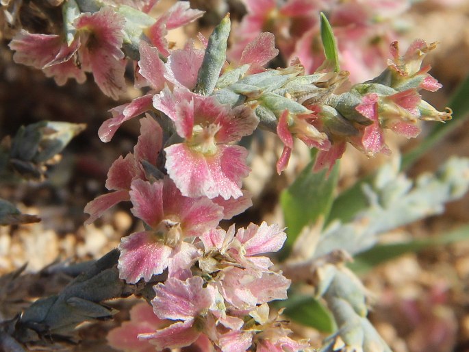 Noaea mucronata