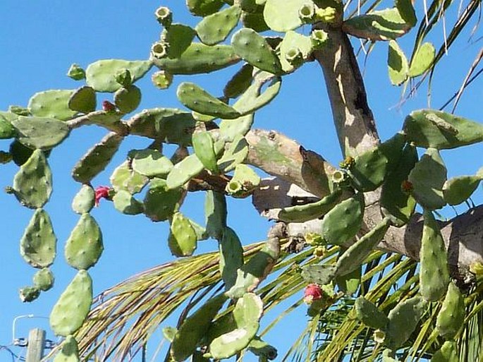 Nopalea cochenillifera