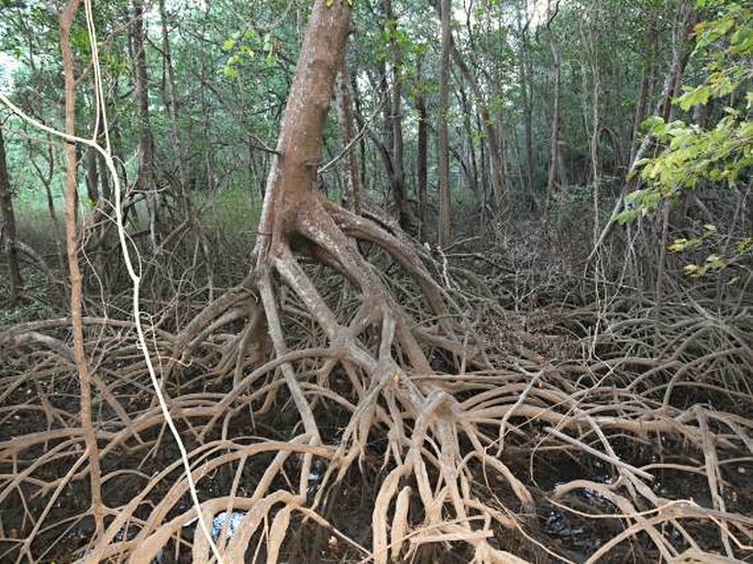 Kostarika, Reserva Biológica Nosara