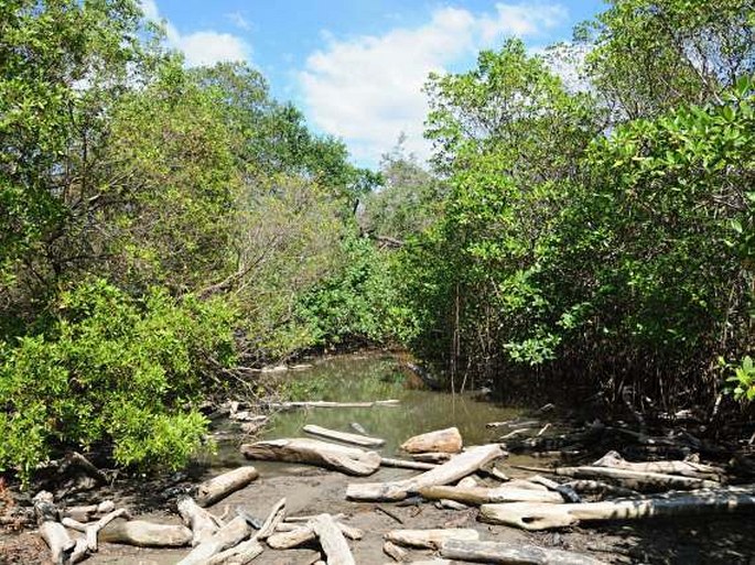 Kostarika, Reserva Biológica Nosara