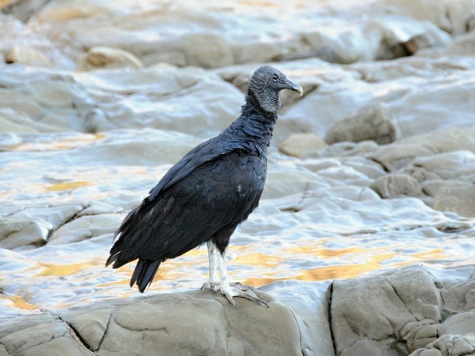 Kostarika, Reserva Biológica Nosara