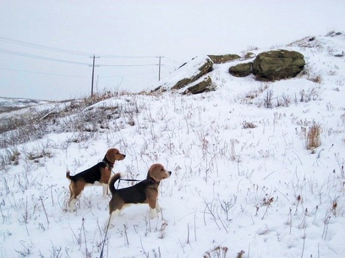 Nose Hill Park and Confluence Park