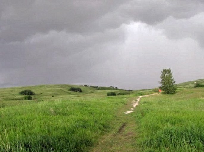 Nose Hill Park and Confluence Park