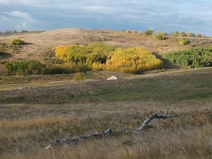 Nose Hill Park and Confluence Park