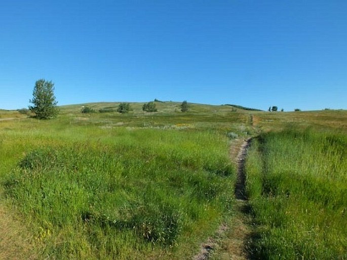 Nose Hill Park and Confluence Park