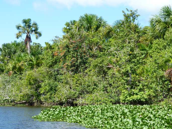 Norantea guianensis