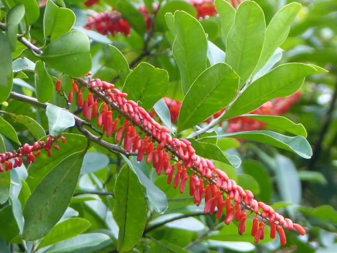 Norantea guianensis