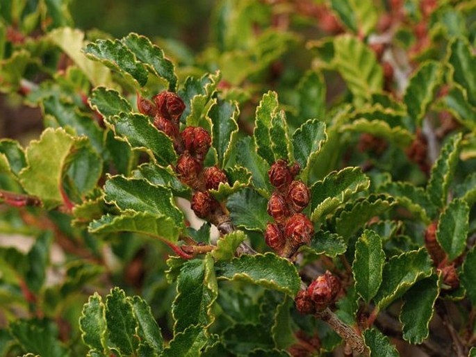 Nothofagus antarctica