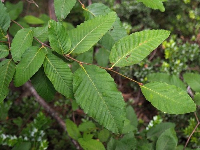 NOTHOFAGUS ALPINA (Poepp. et Endl.) Oerst. - pabuk