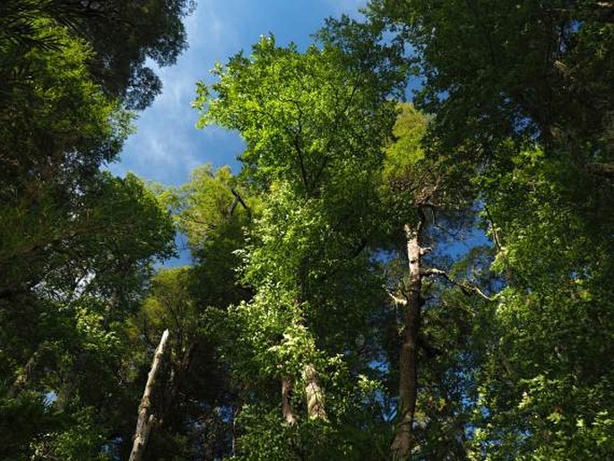 Nothofagus alpina