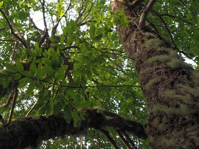 Nothofagus alpina