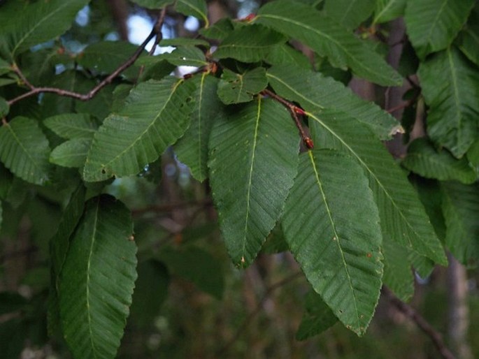 Nothofagus alpina