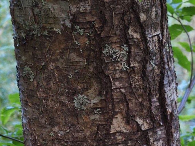 Nothofagus alpina