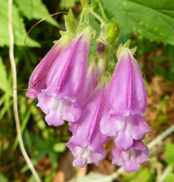 NOTHOCHELONE NEMOROSA (Douglas ex Lindl.) Straw