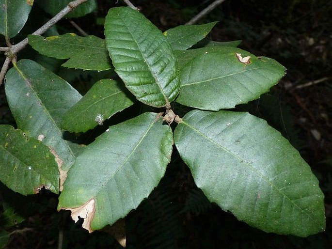 Notholithocarpus densiflorus